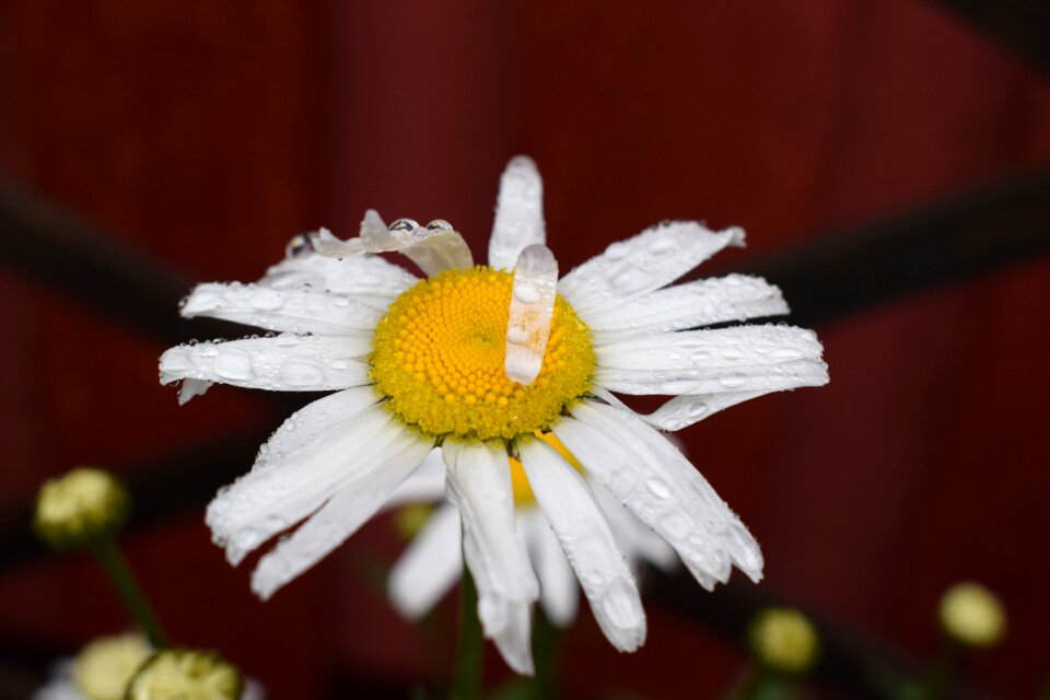 Daisy summer flower