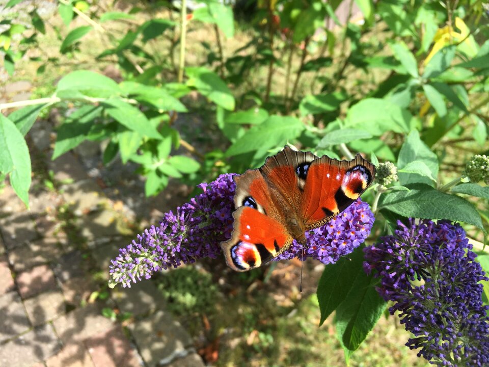 Summer lilac summer colorful