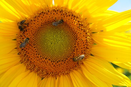Nature bee close up photo