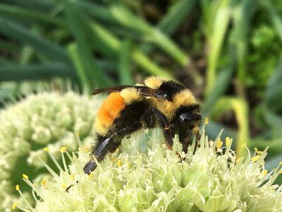 Bombus bombus ternarius orange-belted bumblebee photo