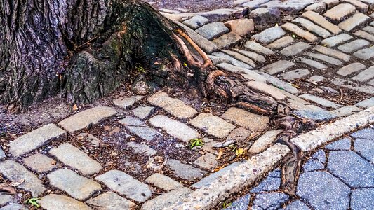 Roots sidewalk invasion