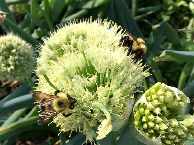 Pollination pollinators biodiversity photo