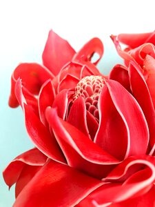 Romantic desktop rose