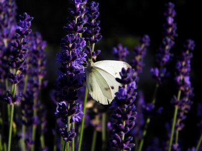 Butterfly lavender garden photo