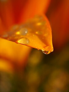 Drop of water macro lily photo