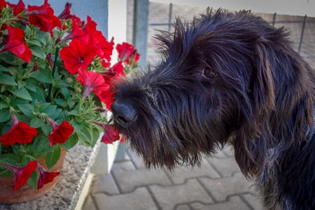 German wire hair hunting barking photo