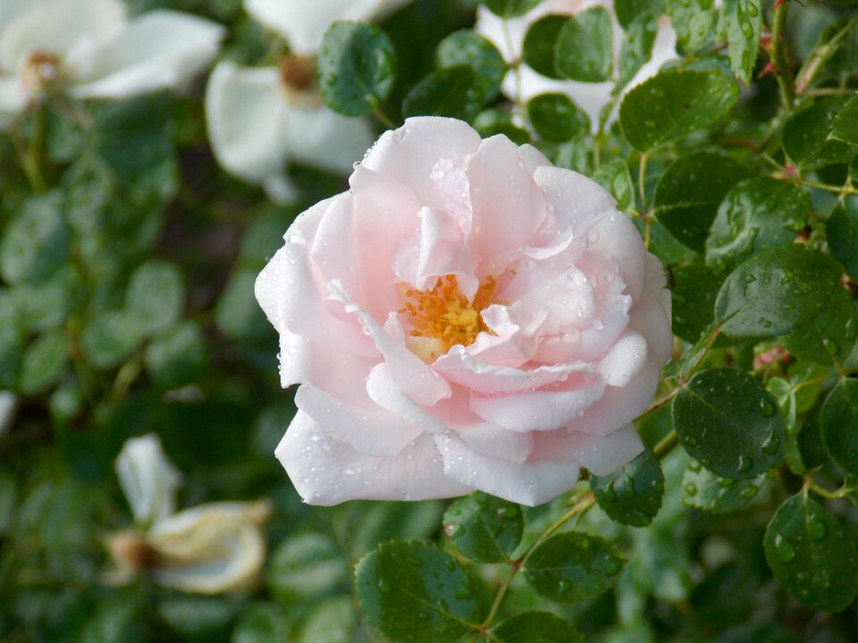 Blossom bloom romantic