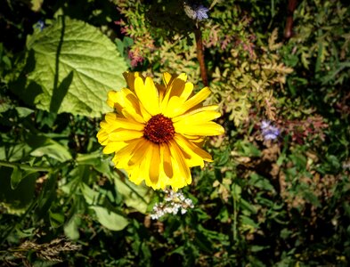 Green meadow field photo