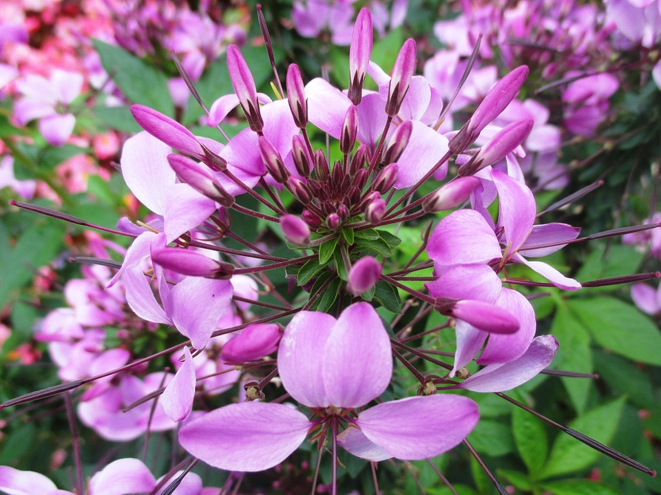 Ornamental plant beautiful violet