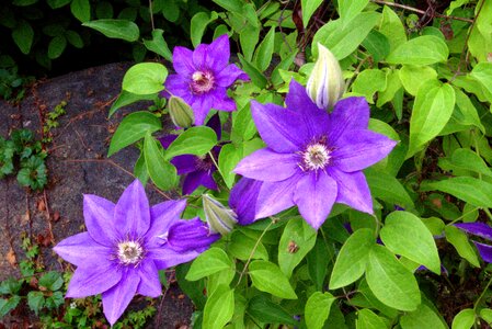Ranunculaceae garden purple photo