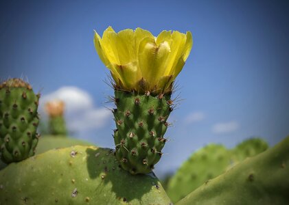 Flowering petals flower