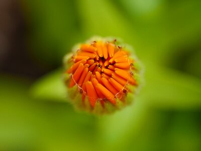Marigold garden macro photo