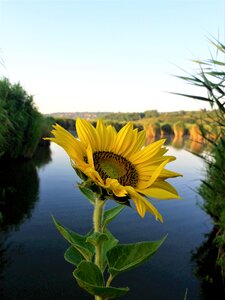 Flower lake nature