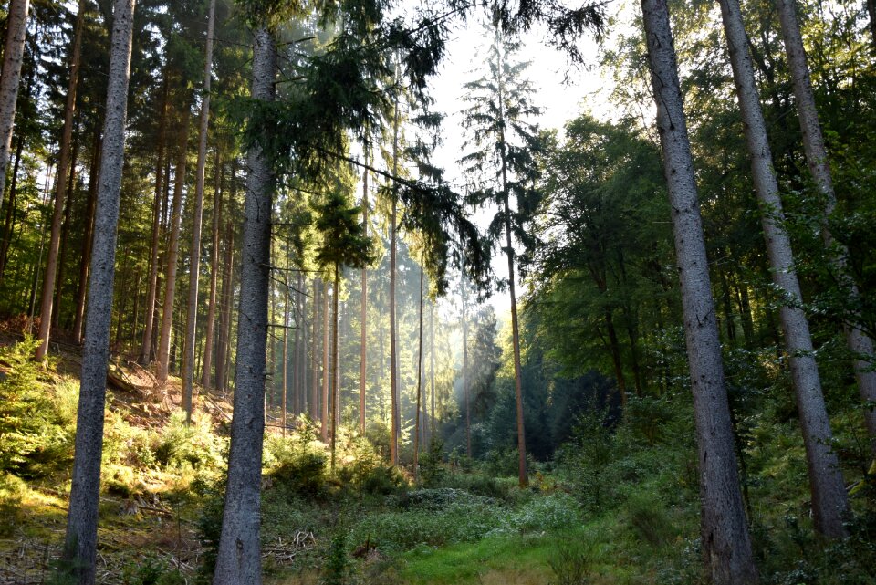 Morgenstimmung light beam germany
