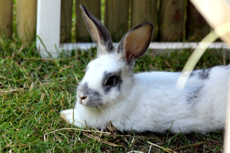 Animal pet living nature