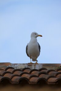 Seevogel water bird plumage