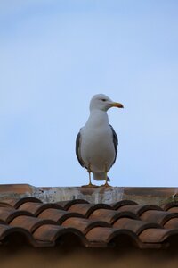 Seevogel water bird plumage photo