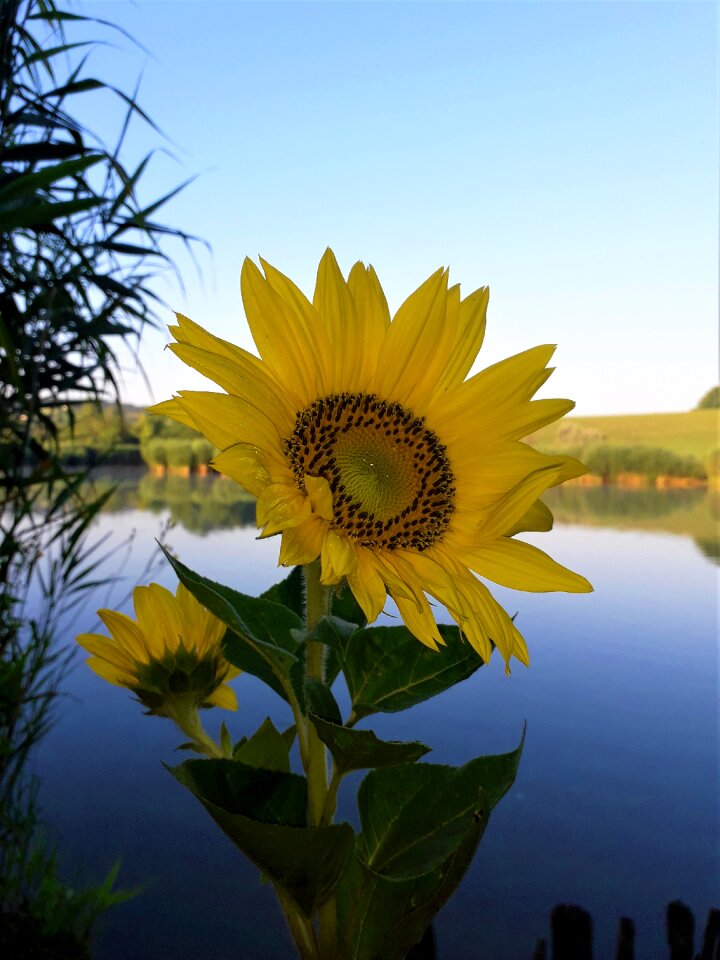 Flower lake nature