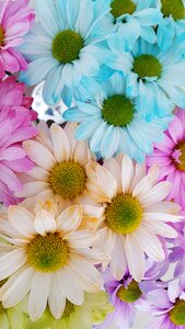Petal flora summer