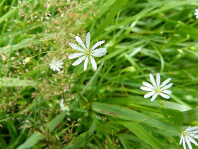 Flowers botany nature