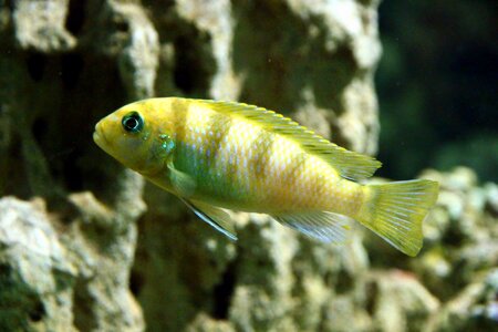 Cichlid fish aquarium photo