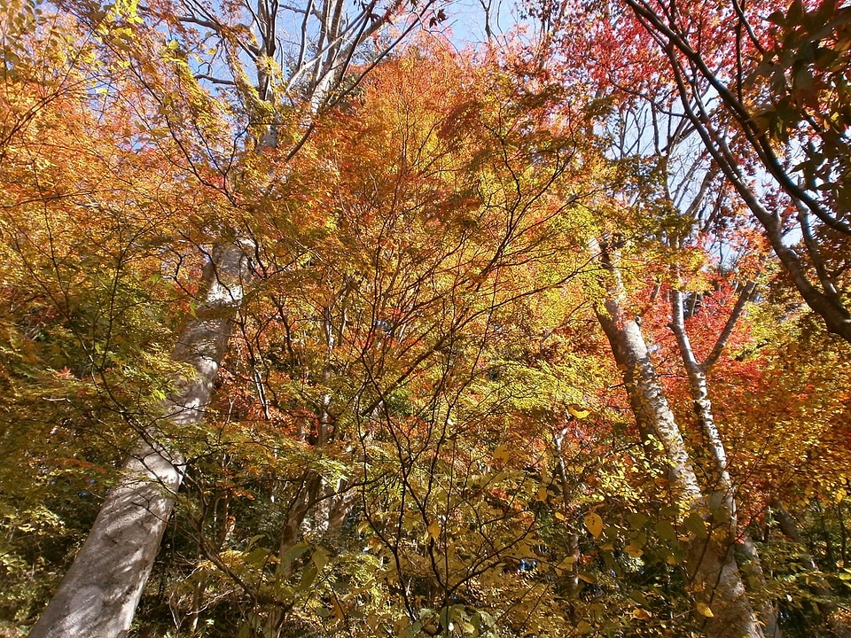 Woods forest arboretum