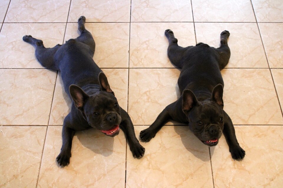 Dog animal bulldog
