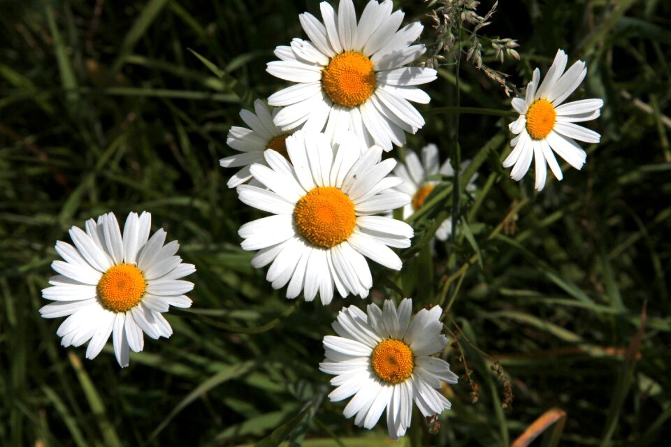 Flowers botany nature