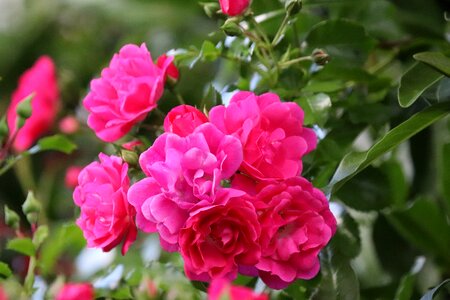 Romance petal colorful photo