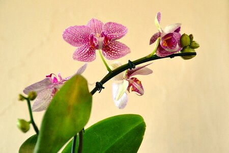 Plant orchids flowers photo