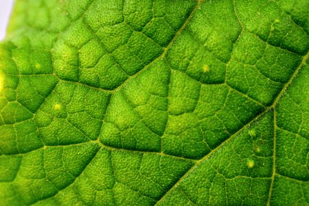 Green plant