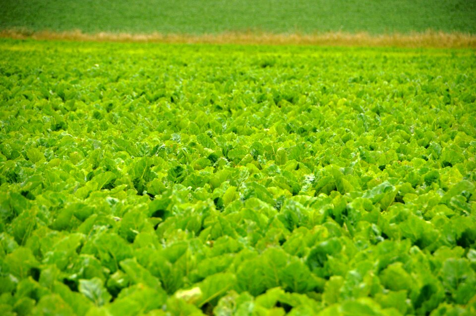 Sugar beets root vegetable vegetable