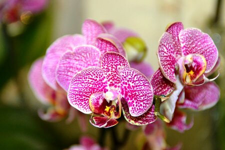 Nature orchid tropical photo