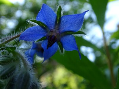 Nature boraginaceae