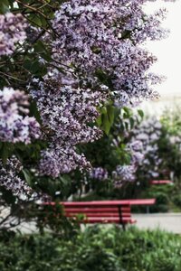 Purple nature bloom