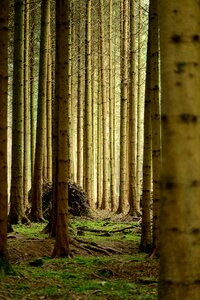 Forest tree trunks mood