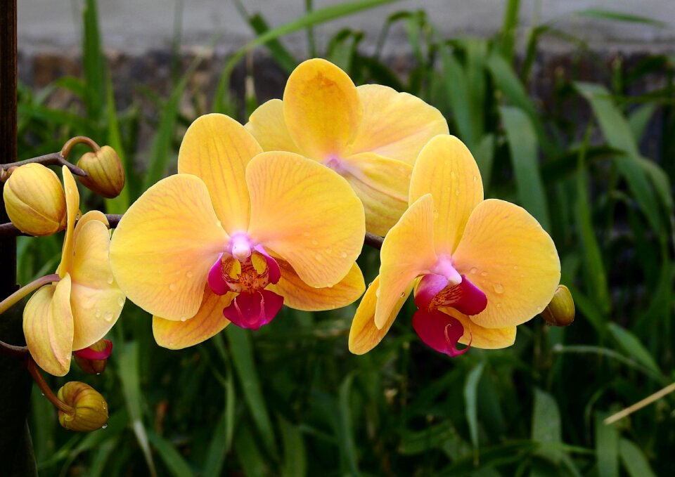 Orchids flowers nature