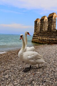 Birds sirmione