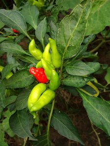 Vegetable garden healthy