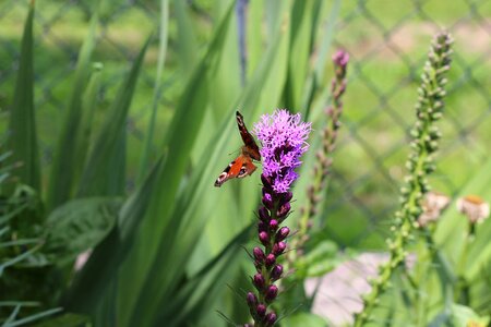 Liatris insect summer