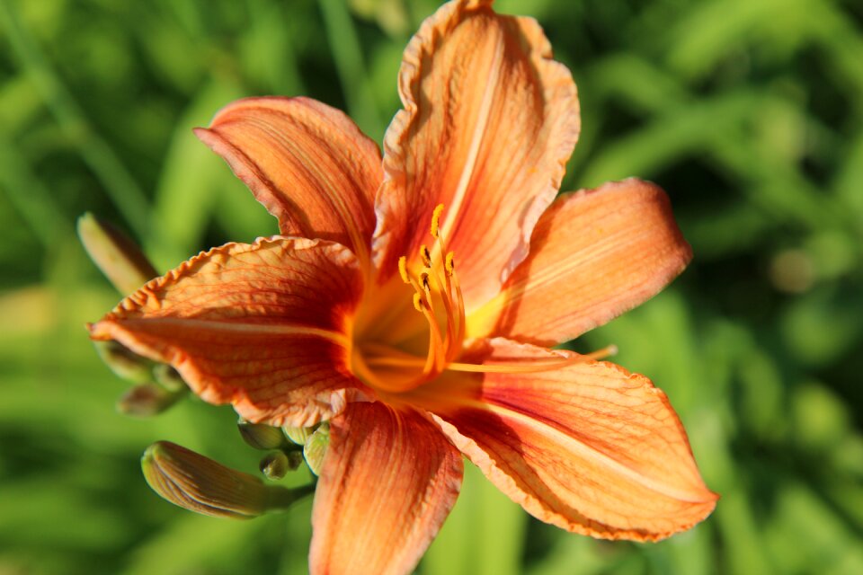 Flowering flowers orange