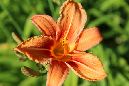 Flowering flowers orange
