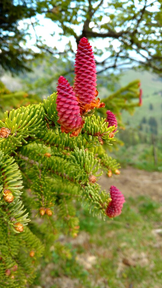 Nature forest conifer