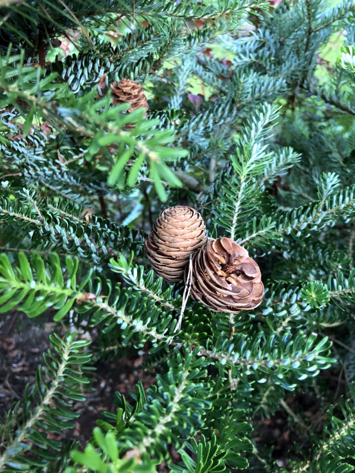 Nature forests pine photo