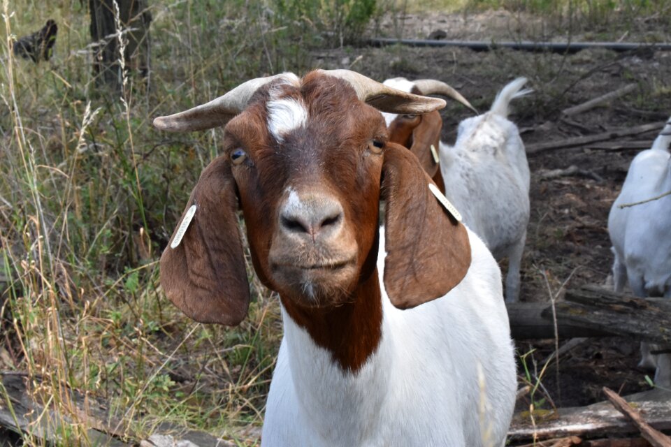 Range farm economy