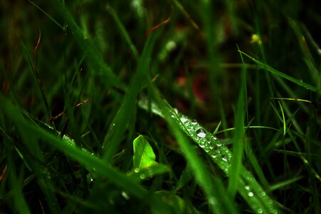 Grass water droplets small fresh