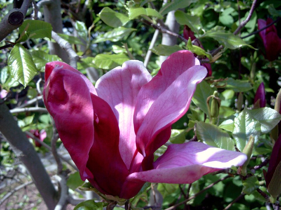 Nature plant flowers photo