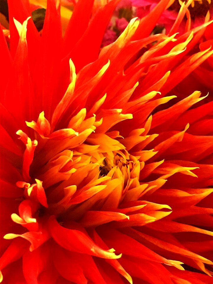 Red red flower
