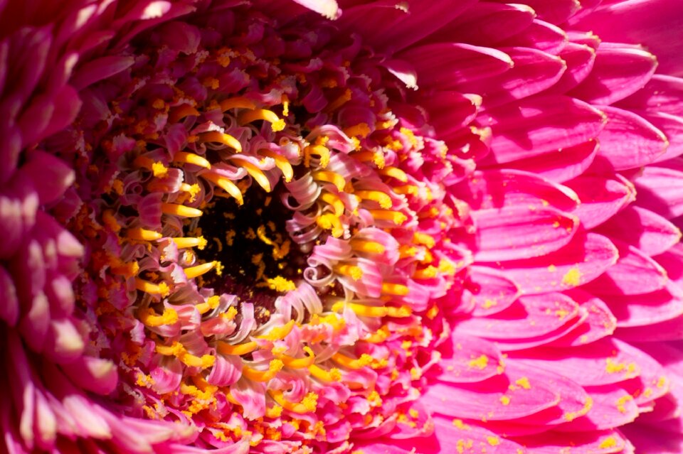 Flower close up beautiful