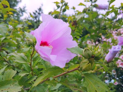 Pink sharon flower garden garden photo